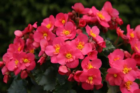 begonija lv|begonia plant meaning.